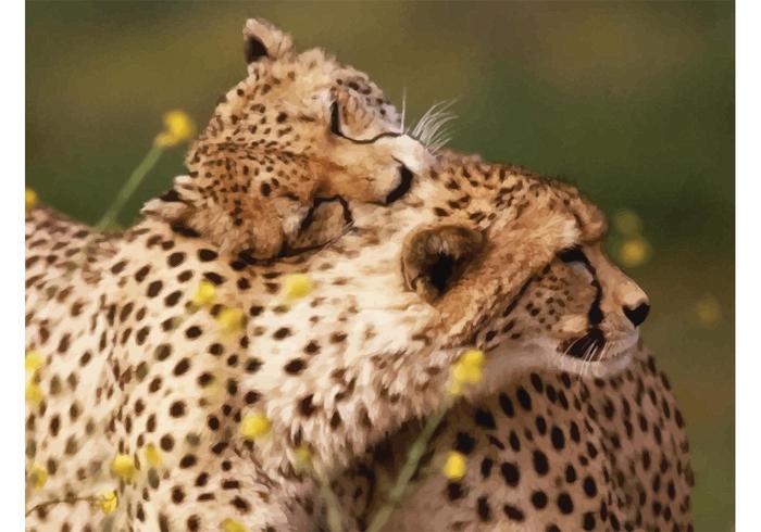 Cheetahs Cheetahs