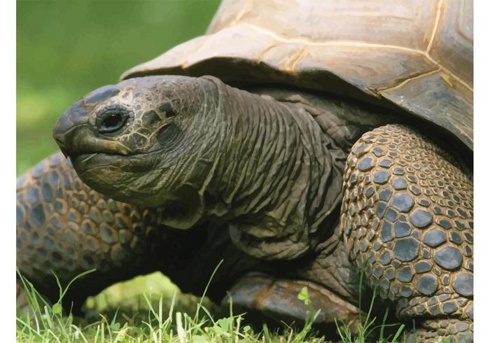 Tortoise Tortoise