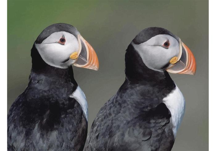 Atlantic Puffins Atlantic Puffins