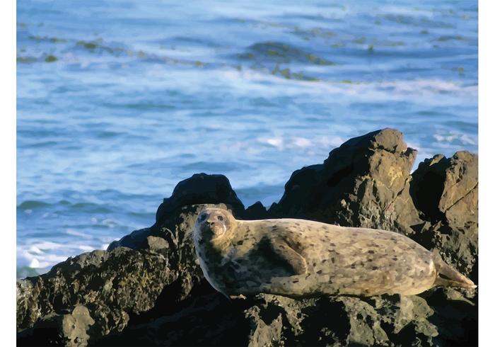 Sea Lion Sea Lion