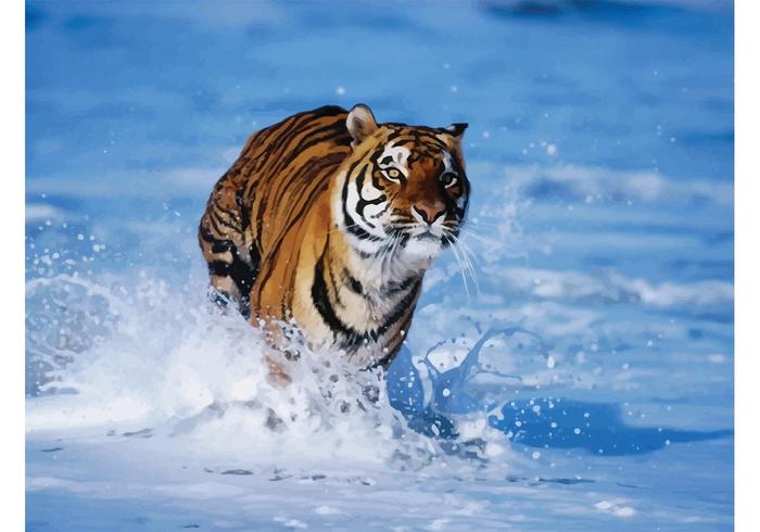 Bengal Tiger Bengal Tiger
