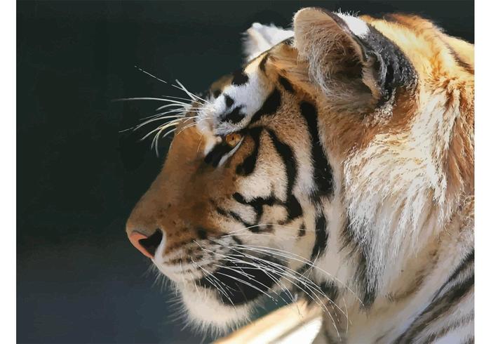 Bengal Tiger Wallpaper Bengal Tiger Wallpaper
