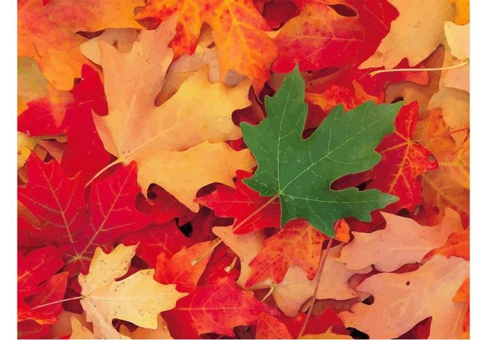 Autumn Foliage Autumn Foliage