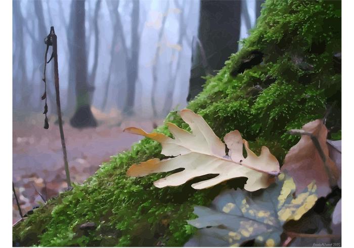 Autumn Forest Mosses Autumn Forest Mosses