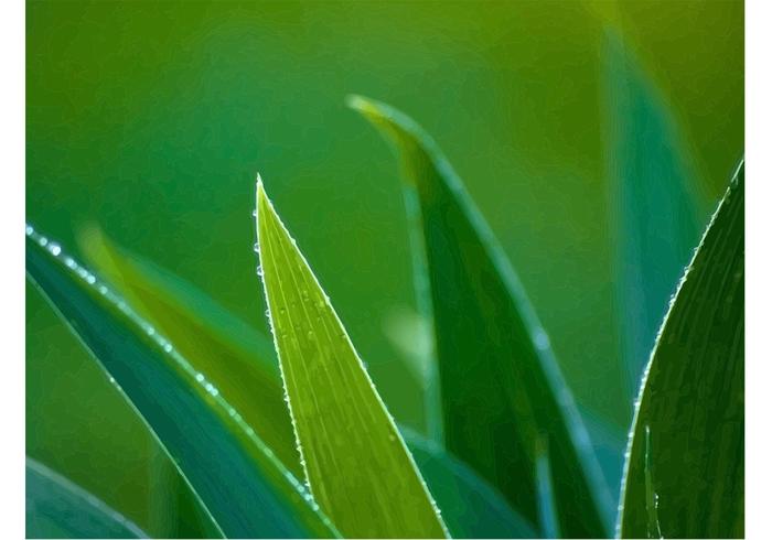 Morning Dew Morning Dew