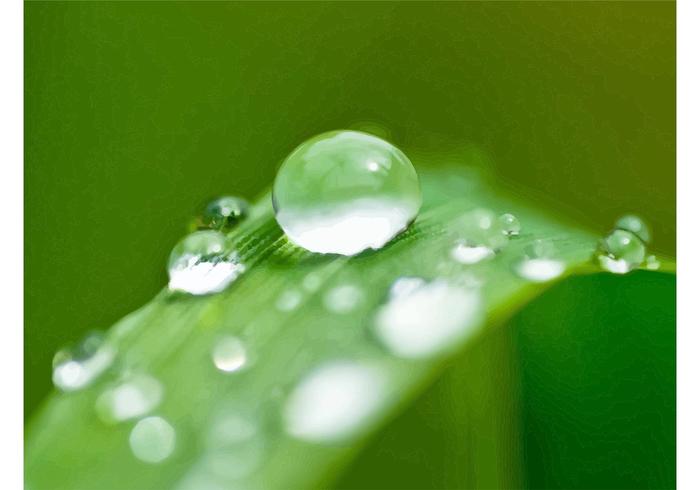 Macro Dew Image Macro Dew Image