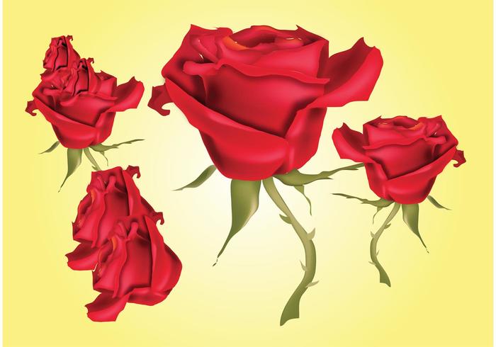 Red Roses Vector Illustrations Red Roses Vector Illustrations