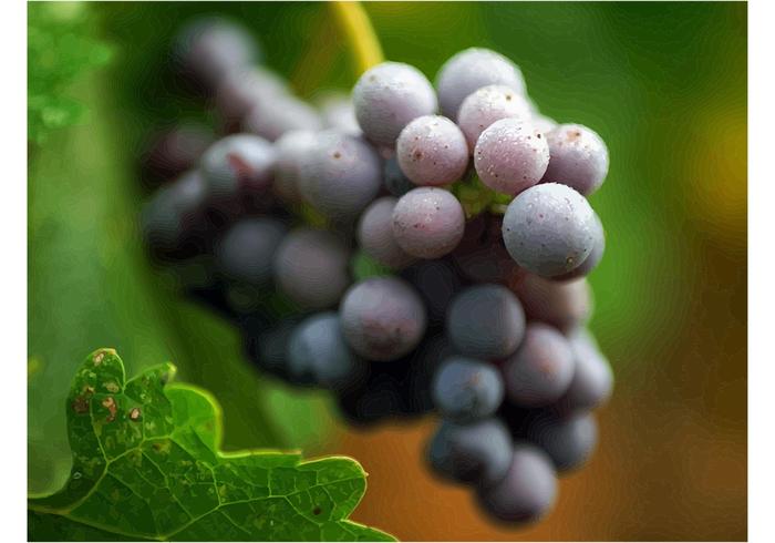 Red Grapes Red Grapes