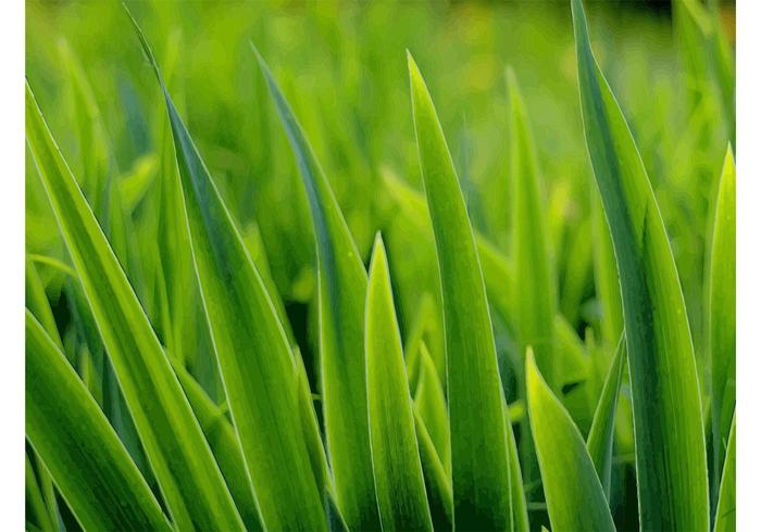 Macro Grass