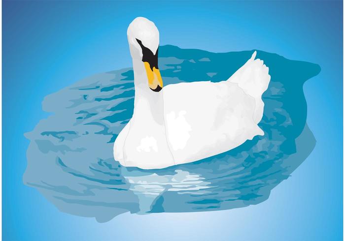 Mute Swan Vector Mute Swan Vector