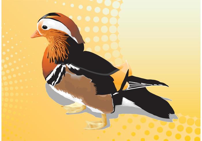 Mandarin Duck Vector Mandarin Duck Vector