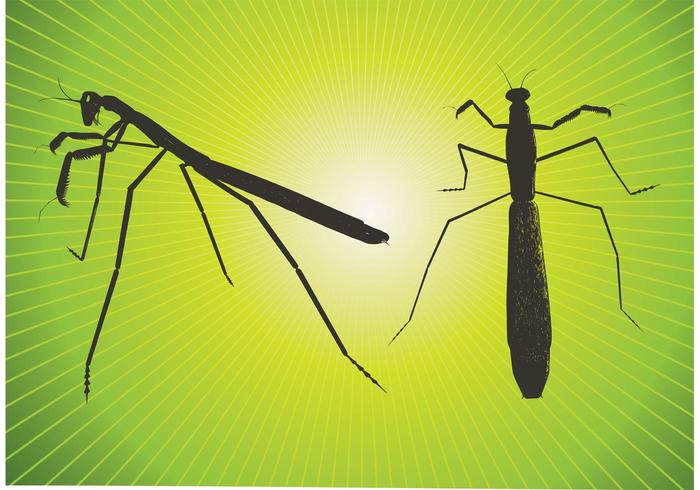 Praying Mantis Vector Praying Mantis Vector