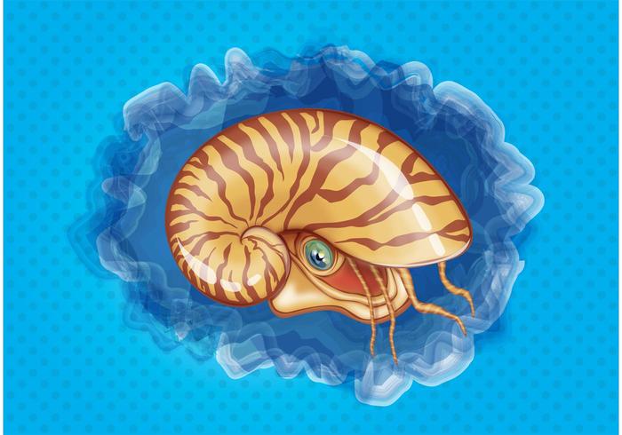 Seashell Seashell