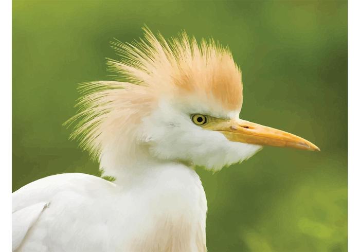 Cattle Egret