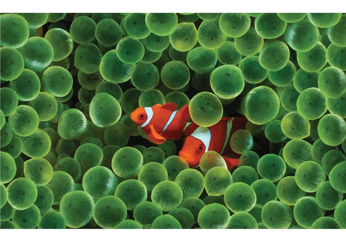 Clown Fish Clown Fish