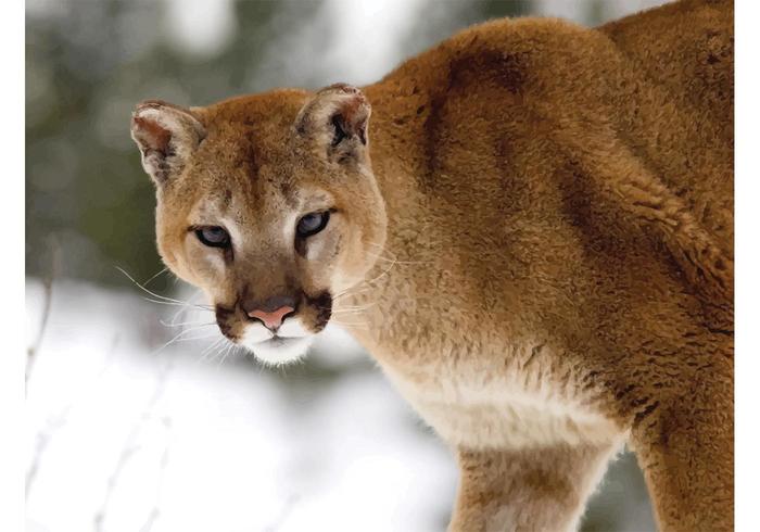 Cougar Winter Cougar Winter