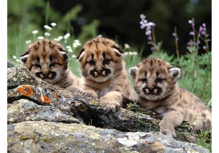 Cubs Vector Cubs Vector