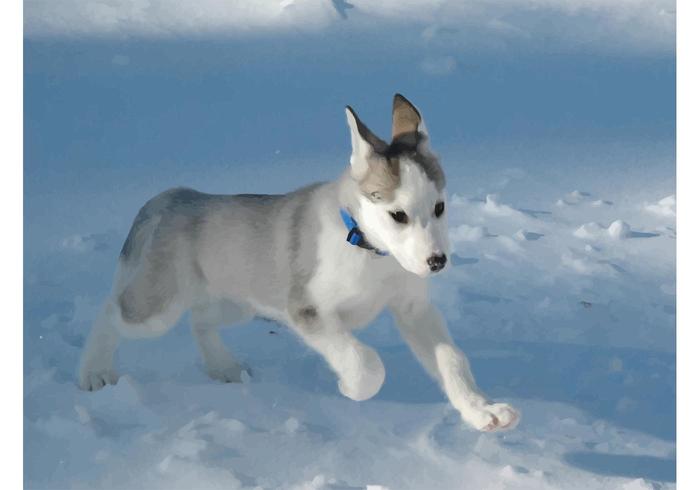 Husky Vector Husky Vector