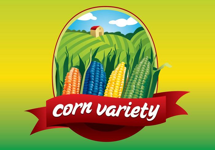 Corn Corn