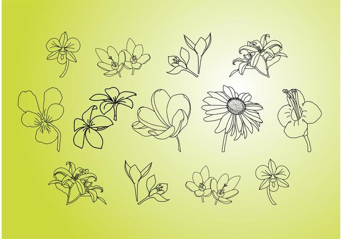 Vector Flower Illustrations Vector Flower Illustrations
