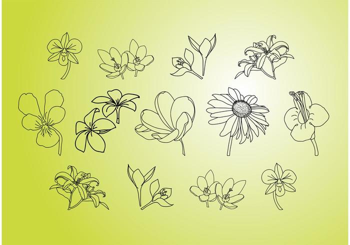 Vector Flower Illustrations