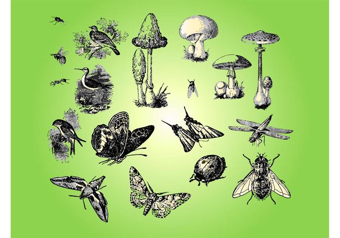 Fauna Flora Fauna Flora