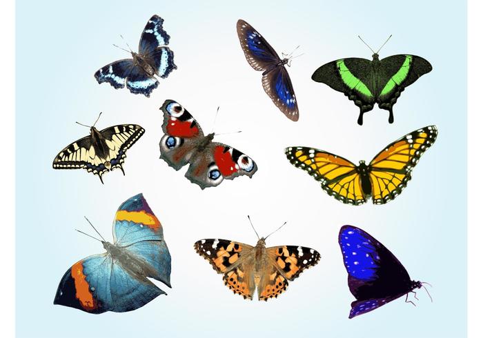 Free Butterfly Vectors Free Butterfly Vectors