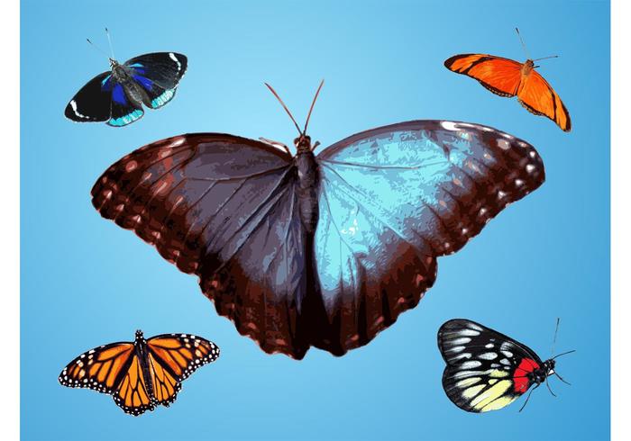 Butterflies Vector Traces Butterflies Vector Traces