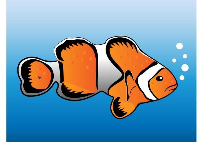 Clown Fish Vector Clown Fish Vector
