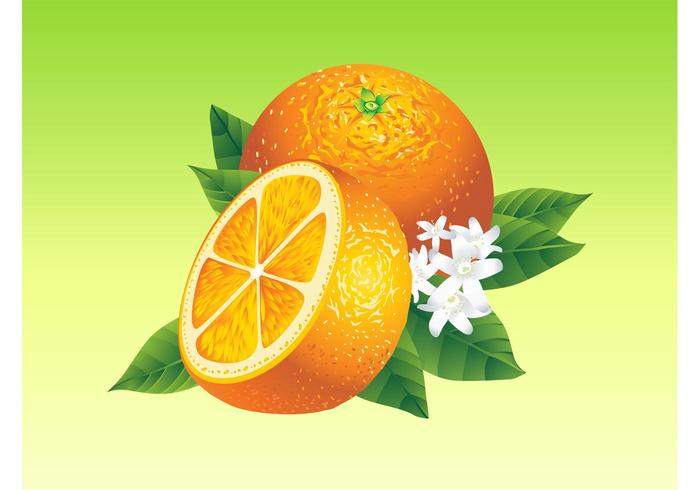 Realistic Oranges Realistic Oranges