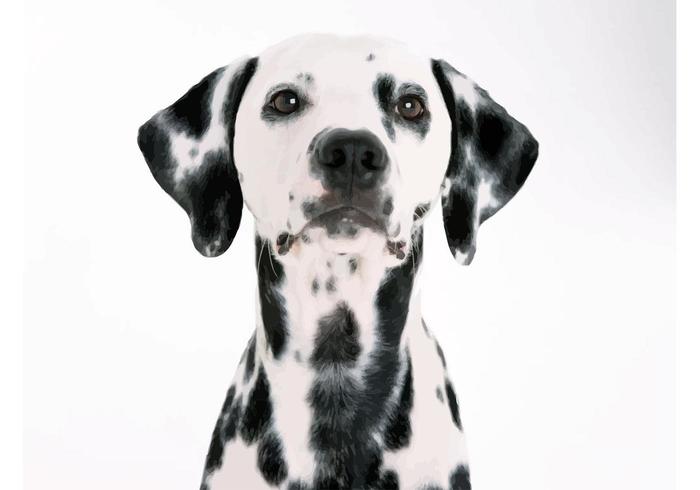 Dalmatian Image Dalmatian Image