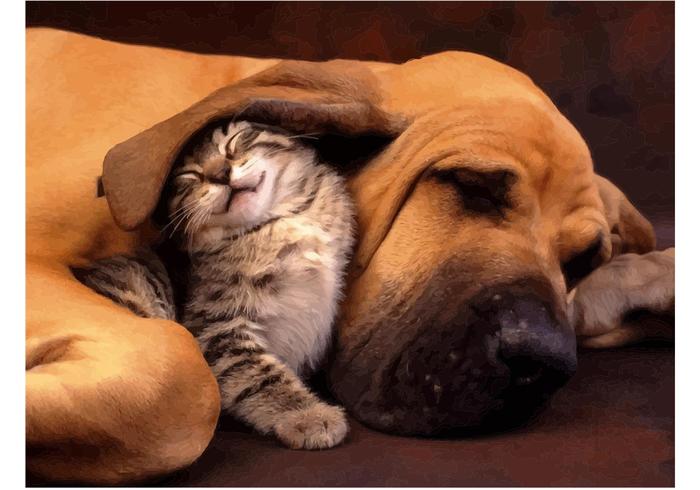 Kitten Dog Kitten Dog