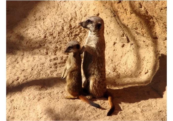 Meerkats Meerkats