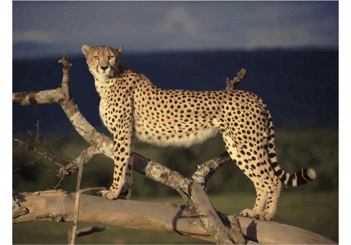 Download Safari Cheetah - Download Free Vector Art, Stock Graphics & Images