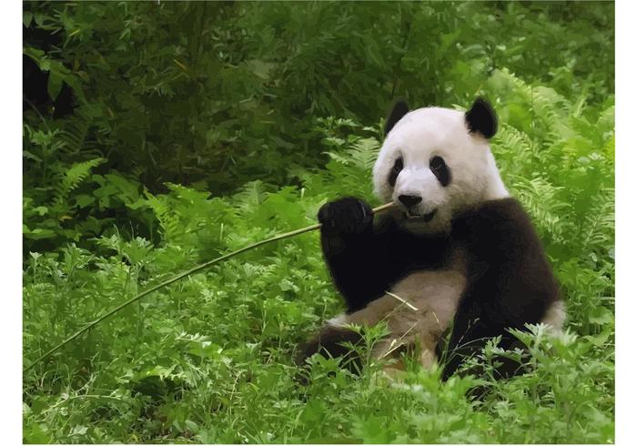 Giant Panda Image Giant Panda Image