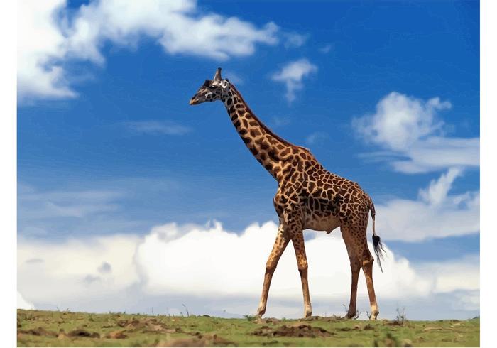 Giraffe Giraffe