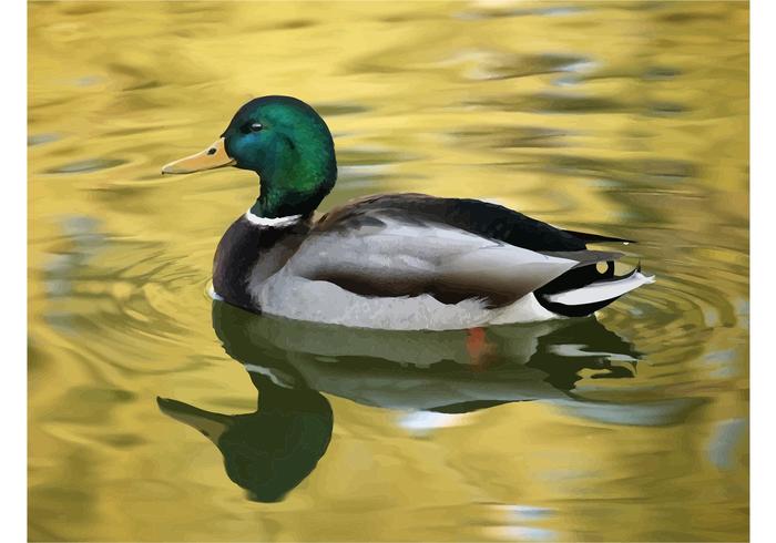 Swimming Duck Swimming Duck
