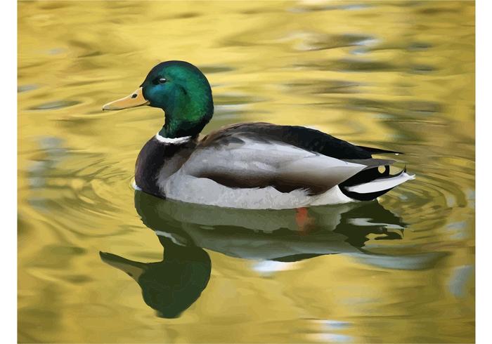 Swimming Duck