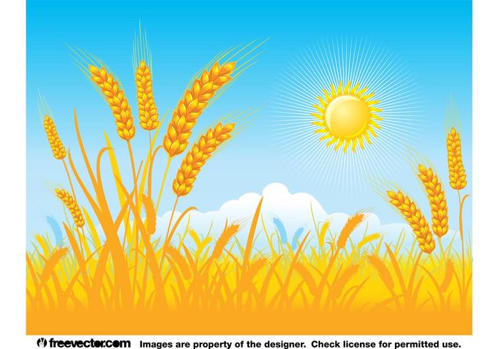 Golden Field Background Golden Field Background
