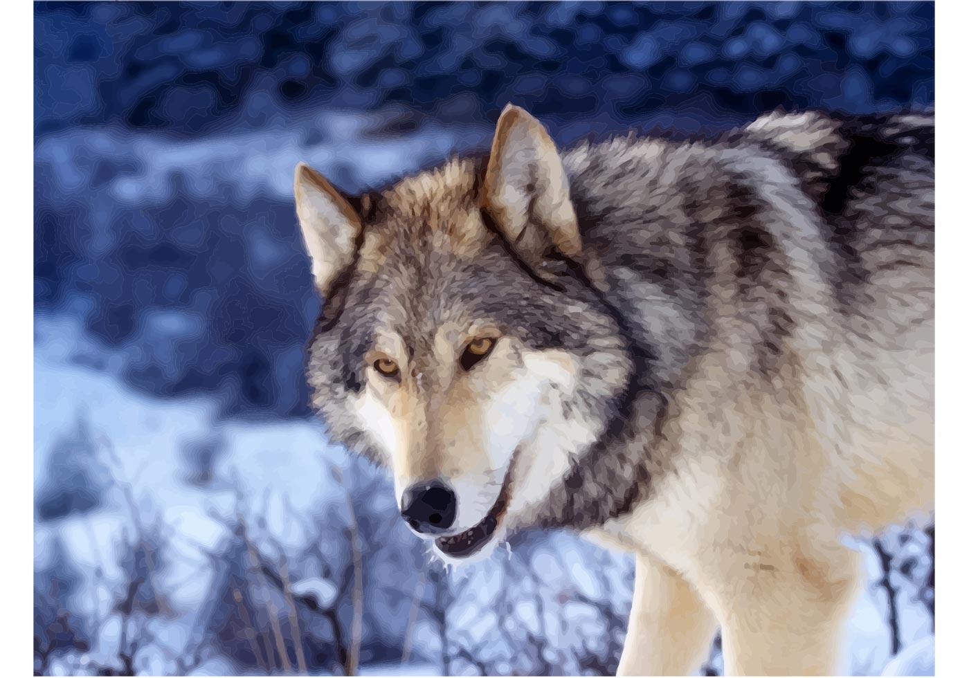 Wolf Vector Image - Download Free Vector Art, Stock Graphics & Images