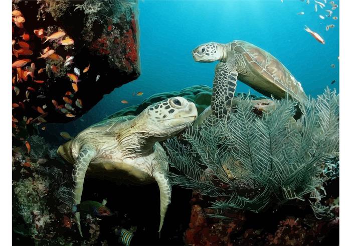 Sea Turtles