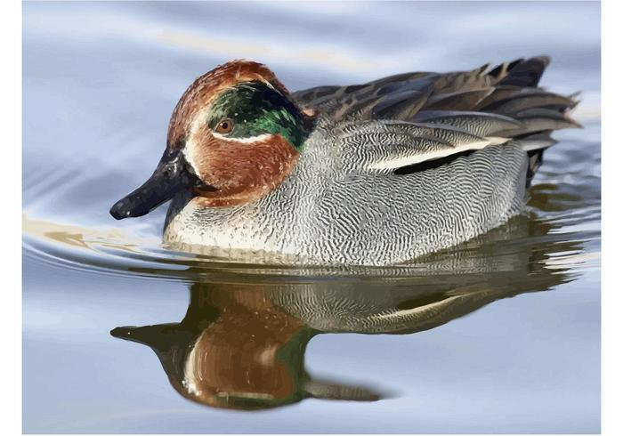 Green Winged Teal Green Winged Teal