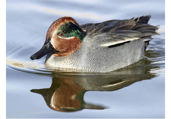 Green Winged Teal