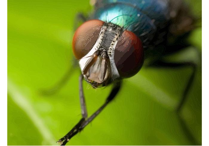 Fly Image Fly Image