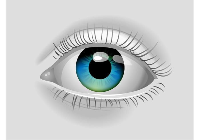 Realistic Vector Eye Realistic Vector Eye