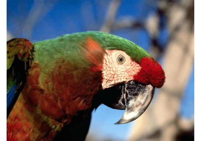 Macaw Parrot Macaw Parrot