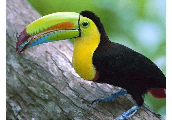 Colorful Toucan Colorful Toucan