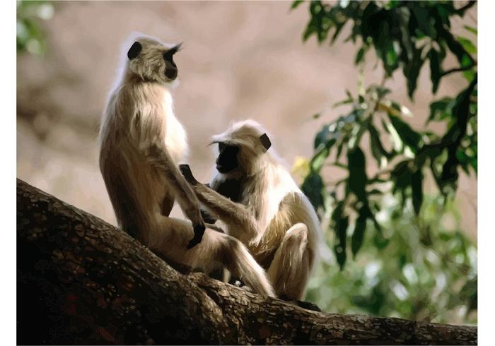 Langur Monkeys Langur Monkeys