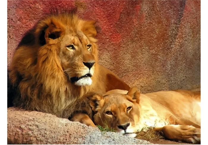 Lion Couple Lion Couple