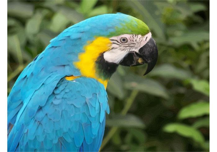 Macaw Parrot Wallpaper Macaw Parrot Wallpaper